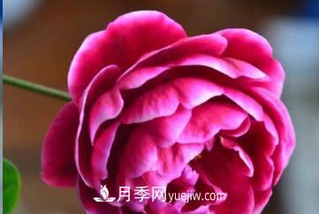 不可錯過的經(jīng)典灌木月季品種介紹大全！(圖28)