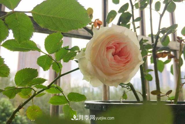 帶你快速了解月季的不同種類！(圖1)