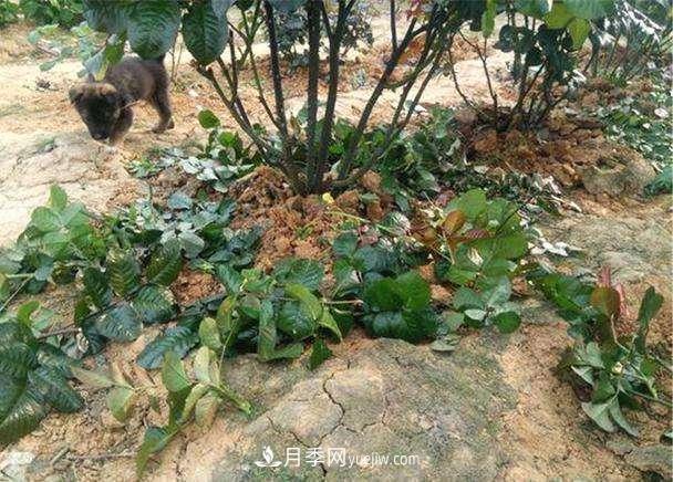 帶你快速了解月季的不同種類！(圖3)