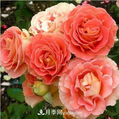 帶你快速了解月季的不同種類！(圖5)
