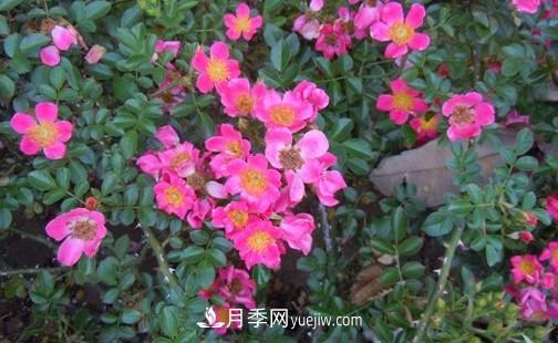 帶你快速了解月季的不同種類！(圖4)