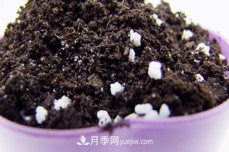 盆栽月季應(yīng)需要什么樣的土壤？(圖1)