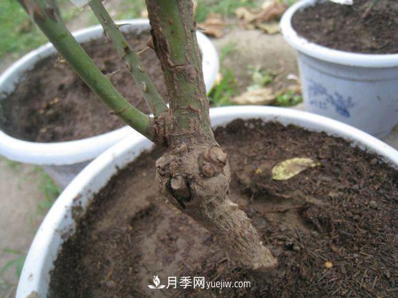 月季從根開始就有??？這種病你知道嗎？(圖1)