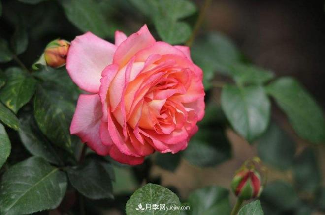 治蟲害還會(huì)傷到月季？這種蟲子讓花友左右為難(圖1)