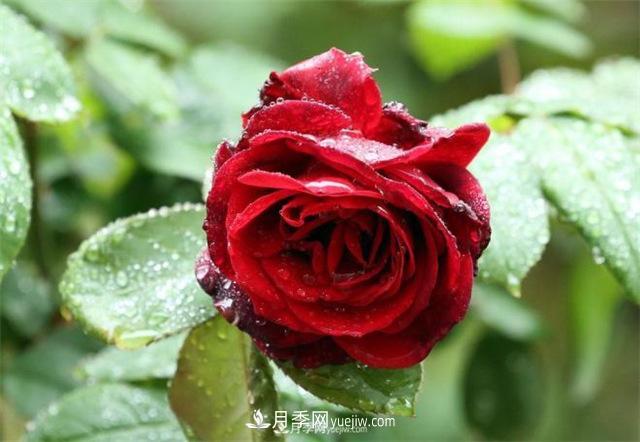 陰雨天對月季還有好處？做好這幾點(diǎn)雨水也能當(dāng)肥料(圖1)