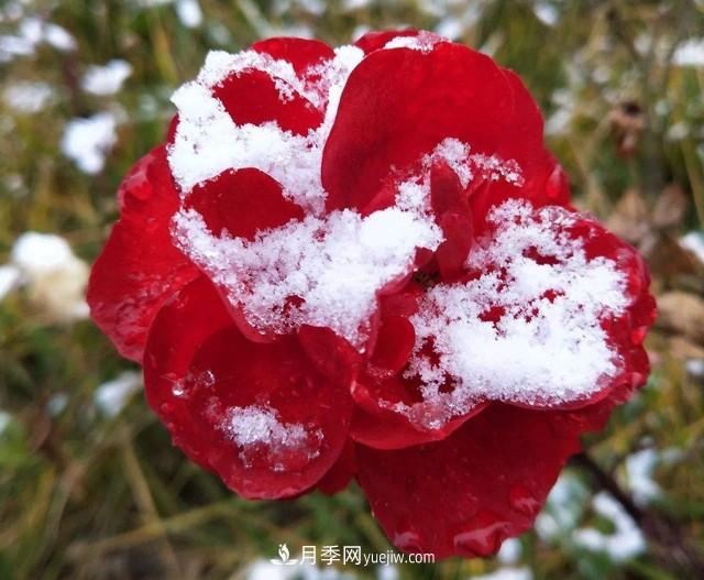 冬天也能叫月季起床開花？幾個(gè)簡(jiǎn)單步驟讓月季不再賴床(圖1)