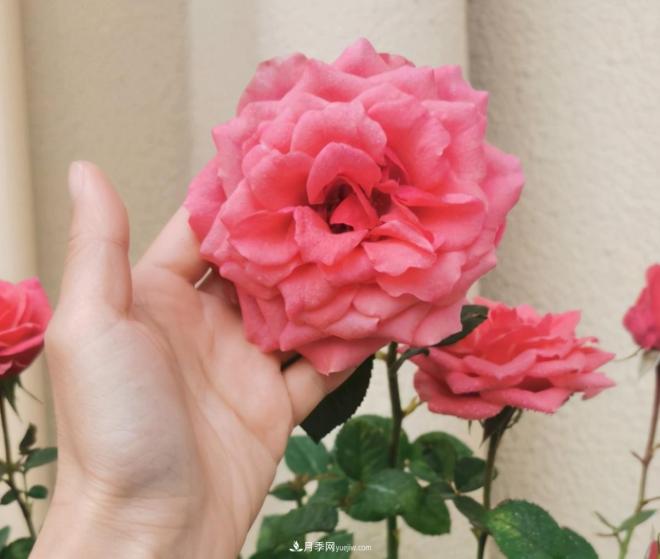 月季花特怕紅蜘蛛，治一治，長得更旺更健康(圖1)