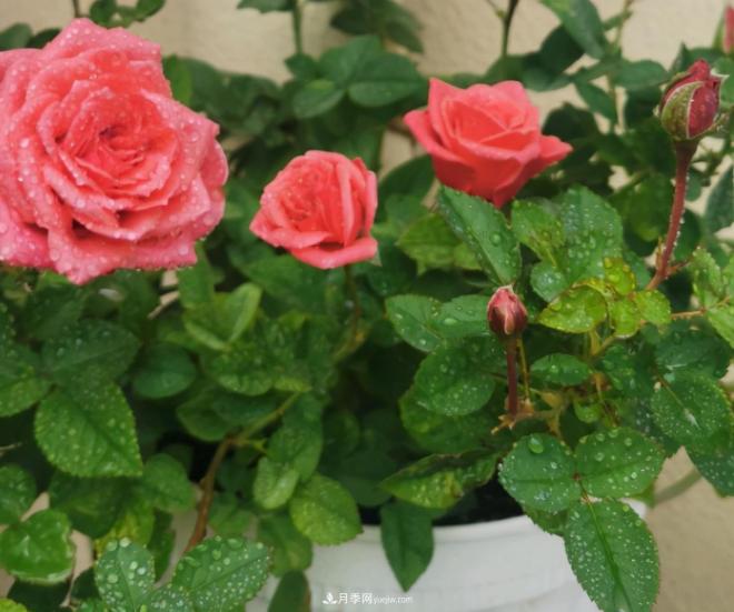 月季花特怕紅蜘蛛，治一治，長得更旺更健康(圖2)