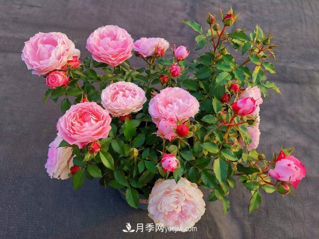 養(yǎng)月季爆盆的4個要素，掌握技巧月季變成開花機(圖1)