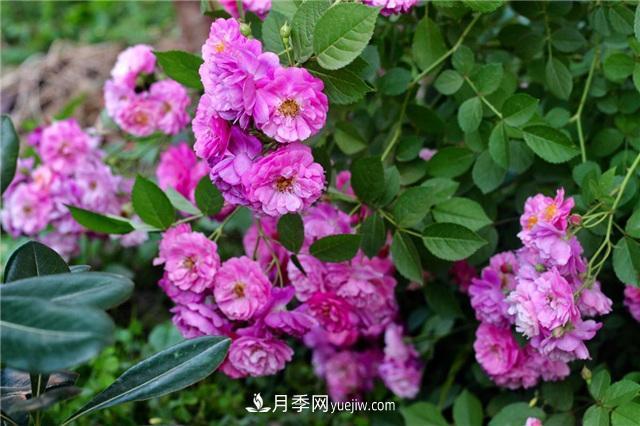 這幾個(gè)微型月季簡(jiǎn)直就是移動(dòng)的香水，不入手虧大了(圖2)