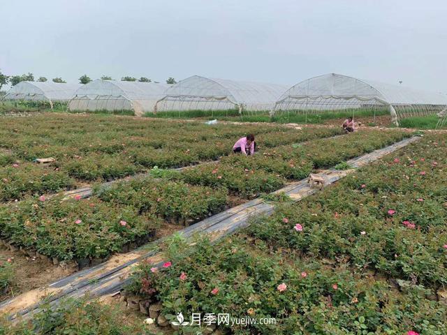 畝換算成平方米是多少？一畝三分地月季說(shuō)的是什么意思？(圖1)