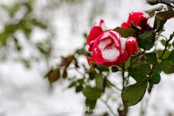 月季冬天到底怕不怕凍？冬季養(yǎng)護(hù)只要注意好三點(diǎn)(圖1)