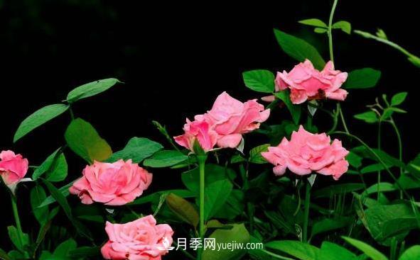月季該如何扦插，春秋兩季這樣扦插10-20天就生根(圖2)