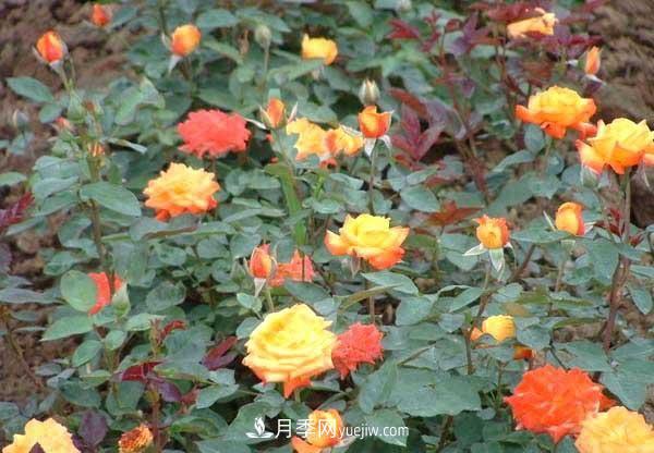 讓月季冬季開花，就算再費事，我也想給它安排上(圖1)