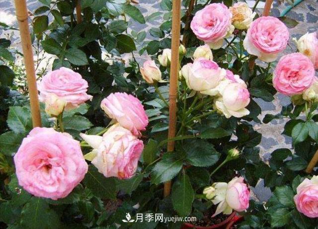 入冬以前要做好5件事，來年月季花長得旺開花多(圖1)