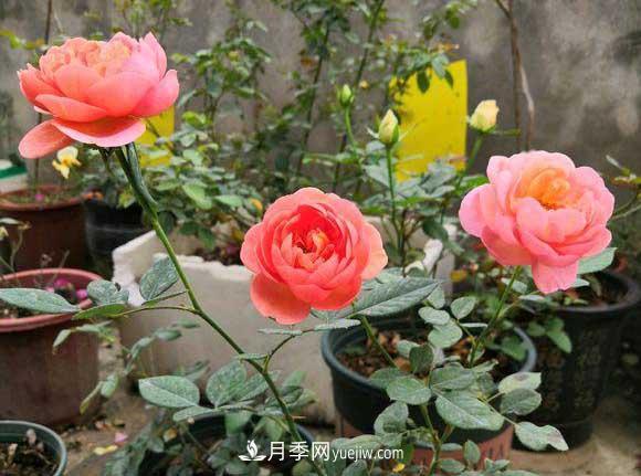 解密月季的花期控制技巧，讓月季分期分批、不斷開花(圖1)
