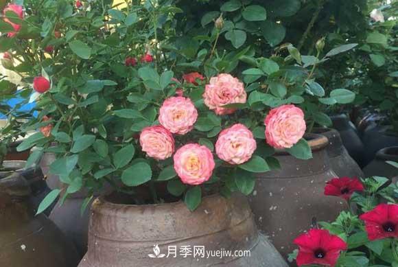 解密月季的花期控制技巧，讓月季分期分批、不斷開花(圖2)