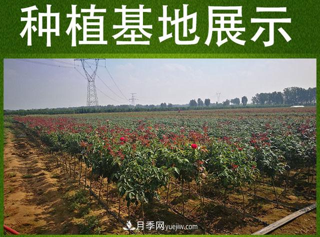 網(wǎng)紅樹狀月季，“棒棒糖月季”批發(fā)(圖5)