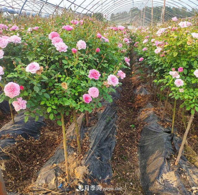棒棒糖月季這么漂亮，南陽月季花農(nóng)是如何嫁接出來的？(圖1)