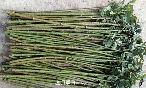 棒棒糖月季這么漂亮，南陽月季花農(nóng)是如何嫁接出來的？(圖2)