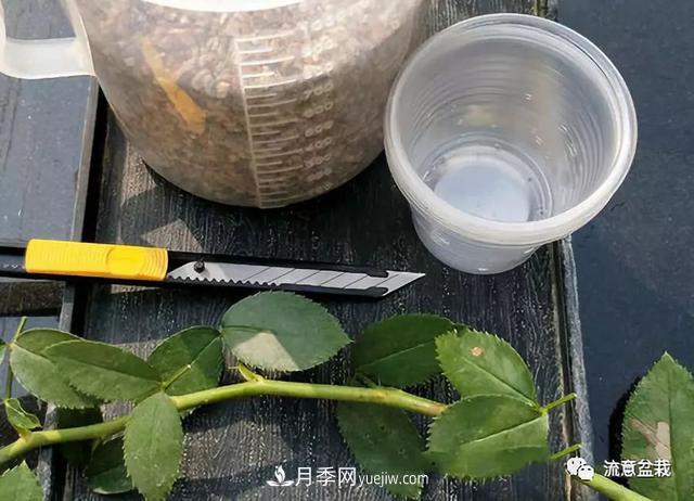 月季秋插方法很簡(jiǎn)單，做好這幾步，生根快，成活率95%以上(圖2)