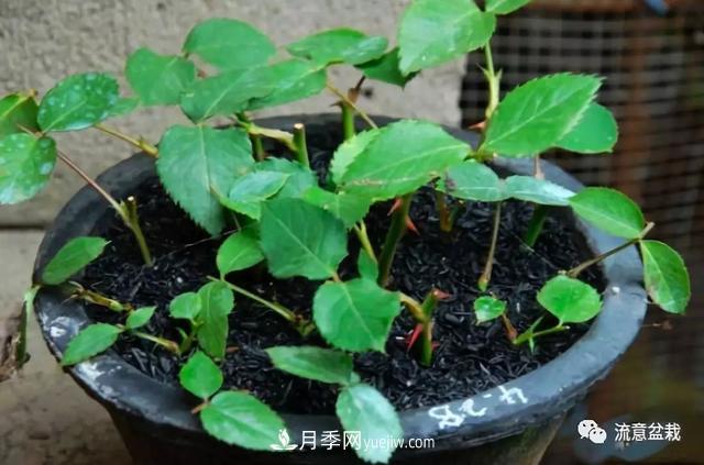 月季秋插方法很簡(jiǎn)單，做好這幾步，生根快，成活率95%以上(圖5)