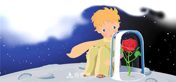 月季為什么是花中皇后？聽月季網(wǎng)講故事(圖2)