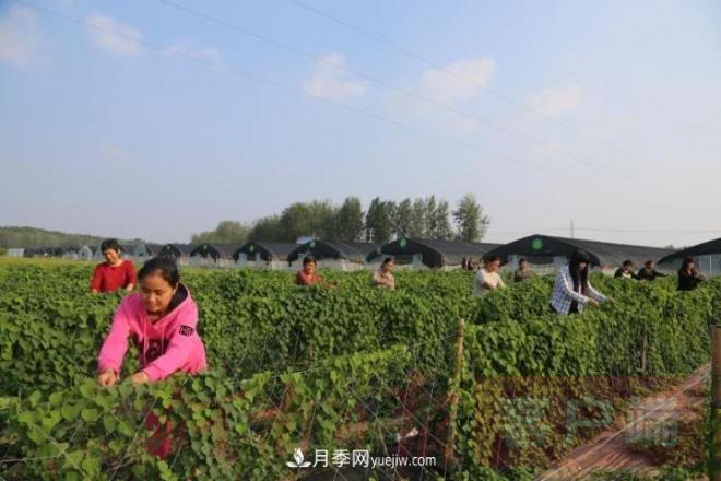 南召玉蘭苗木產(chǎn)業(yè):六抓帶動(dòng)激活鄉(xiāng)村人才振興原動(dòng)力(圖1) 南召玉蘭苗木產(chǎn)業(yè):六抓帶動(dòng)激活鄉(xiāng)村人才振興原動(dòng)力(圖1)