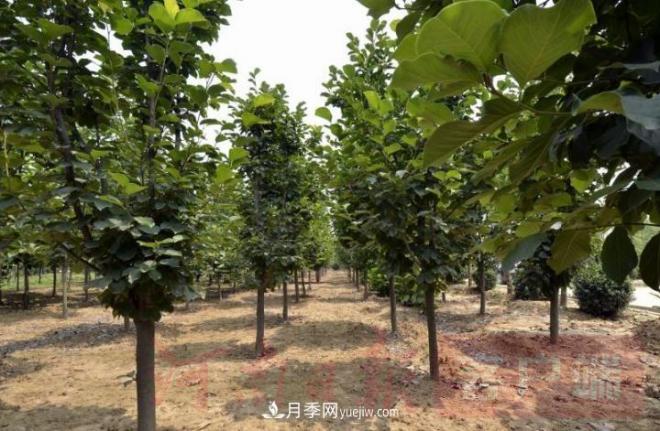 南召玉蘭苗木產(chǎn)業(yè):六抓帶動(dòng)激活鄉(xiāng)村人才振興原動(dòng)力(圖2) 南召玉蘭苗木產(chǎn)業(yè):六抓帶動(dòng)激活鄉(xiāng)村人才振興原動(dòng)力(圖2)