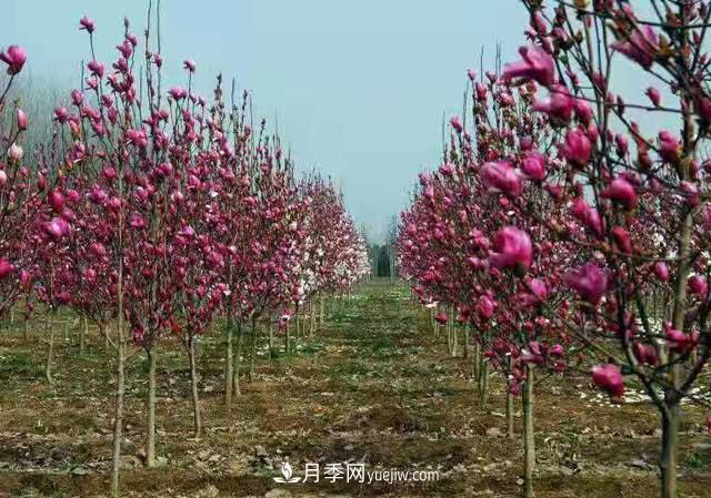 苗木一年四季栽植有哪些特點(diǎn)？(圖1)