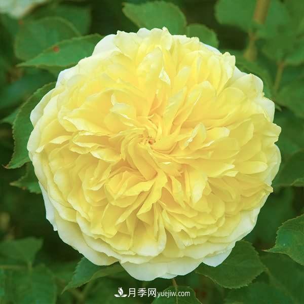熱銷的8種月季花，沒養(yǎng)的都后悔了！(圖4)