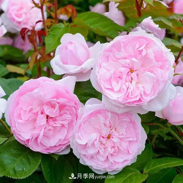 熱銷的8種月季花，沒養(yǎng)的都后悔了！(圖8)