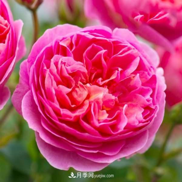 熱銷的8種月季花，沒養(yǎng)的都后悔了！(圖3)