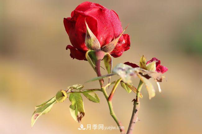 初冬拍月季，花稀別樣美(圖3)