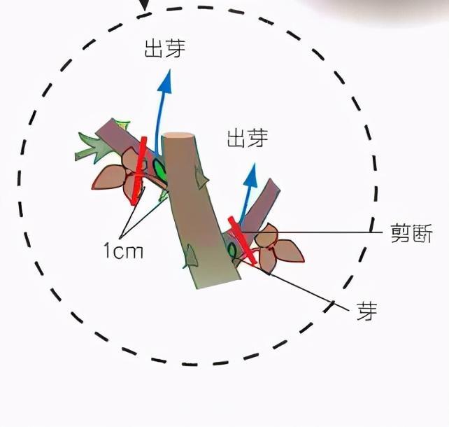 月季庭院種植秋冬養(yǎng)護要點：秋冬養(yǎng)護好，來年一樹繁花(圖3)