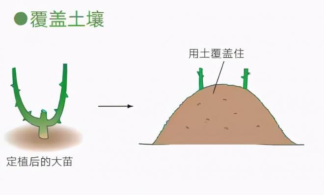 月季庭院種植秋冬養(yǎng)護要點：秋冬養(yǎng)護好，來年一樹繁花(圖4)