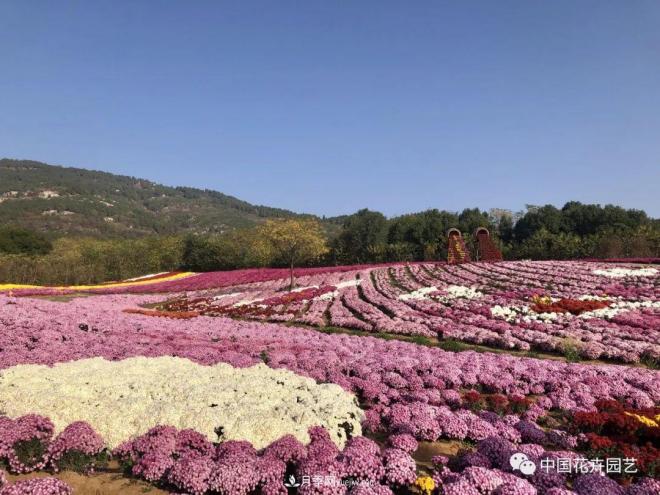 內(nèi)外聯(lián)合，中國花海探索發(fā)展之道(圖1)