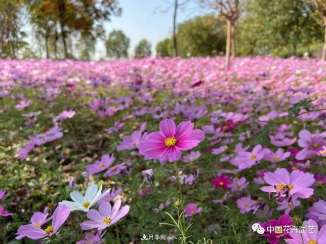 內(nèi)外聯(lián)合，中國花海探索發(fā)展之道(圖2)