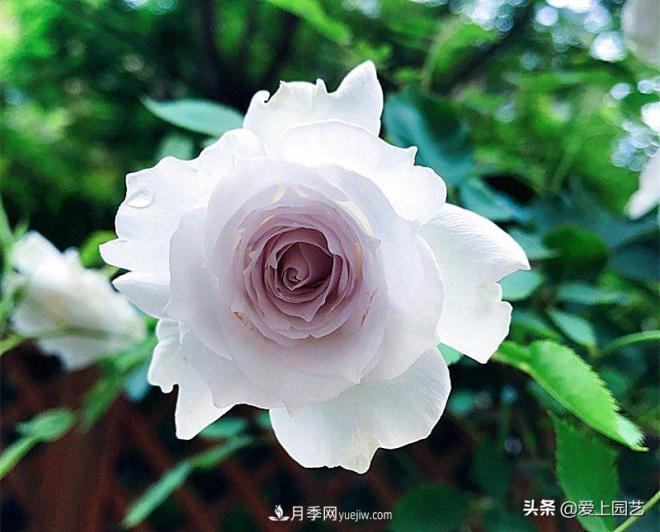 清新出塵的日本“仙女”月季，再難養(yǎng)也不能抗拒(圖3)