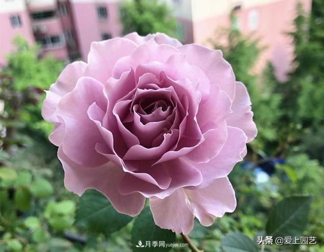 清新出塵的日本“仙女”月季，再難養(yǎng)也不能抗拒(圖4)