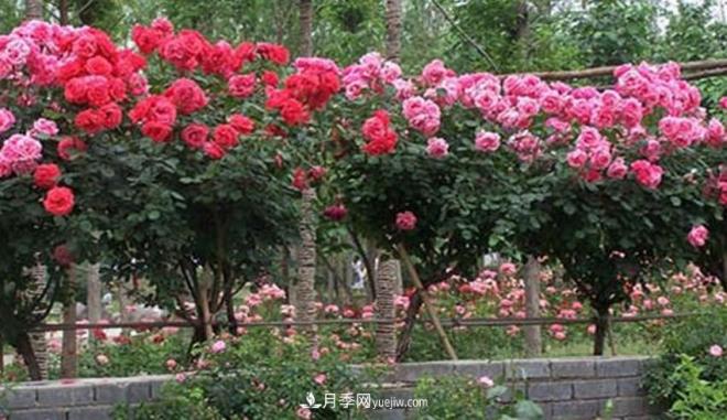 你見過大樹上面開月季花嗎？一棵賣幾百上千，還不夠賣(圖1)