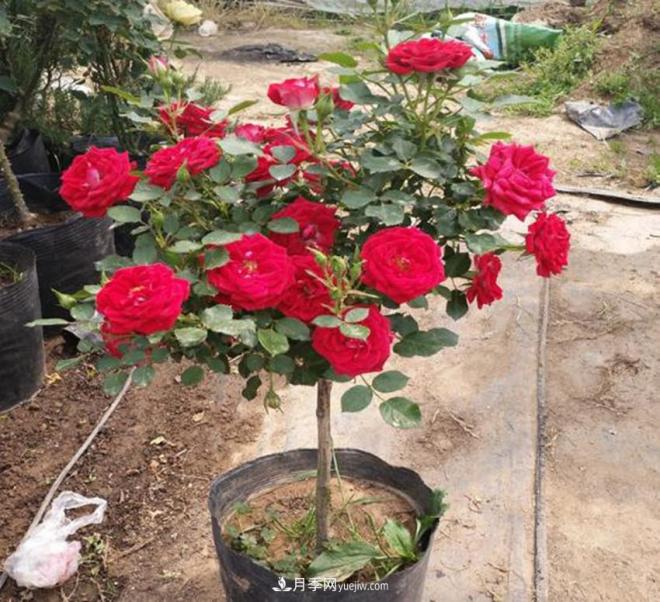 你見過大樹上面開月季花嗎？一棵賣幾百上千，還不夠賣(圖3)