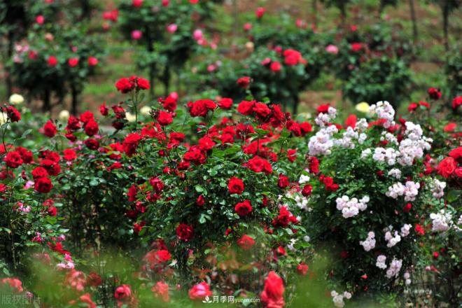 會養(yǎng)花的人，能把普通月季，養(yǎng)成“藝術品”(圖2)