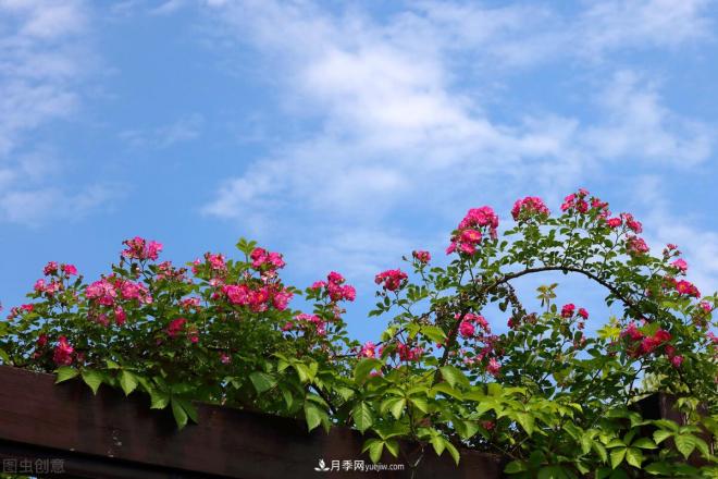 會養(yǎng)花的人，能把普通月季，養(yǎng)成“藝術品”(圖4)