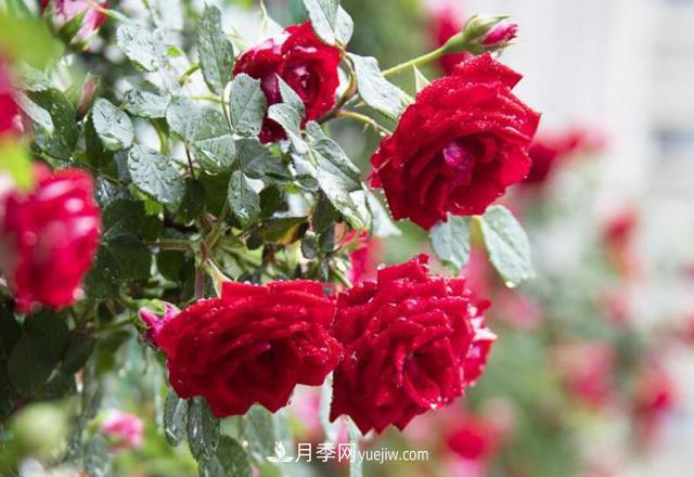 會養(yǎng)花的人，能把普通月季，養(yǎng)成“藝術品”(圖1)