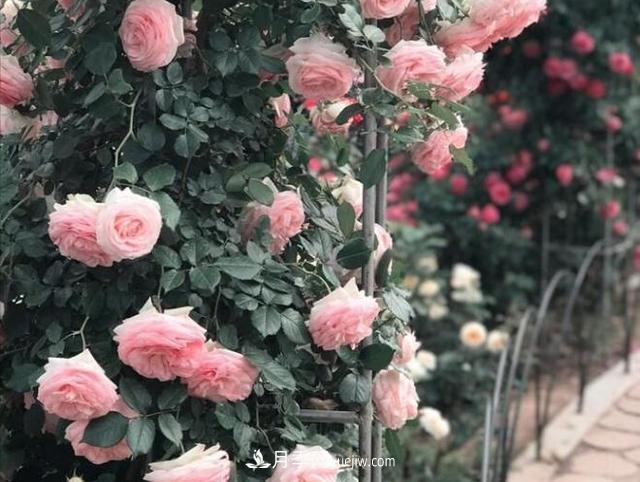 會養(yǎng)花的人，能把普通月季，養(yǎng)成“藝術品”(圖3)