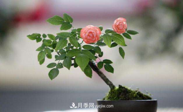 會養(yǎng)花的人，能把普通月季，養(yǎng)成“藝術品”(圖6)