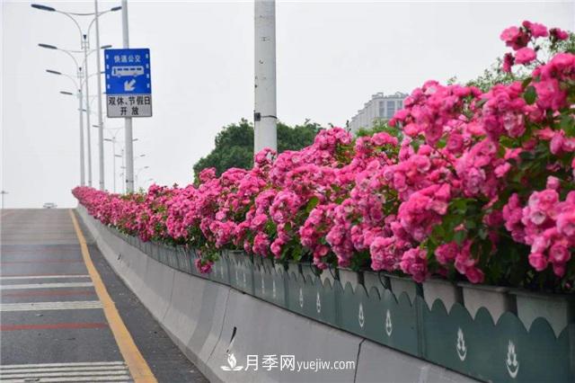 2021年，綠化月季上高架會(huì)成為潮流嗎？(圖2)