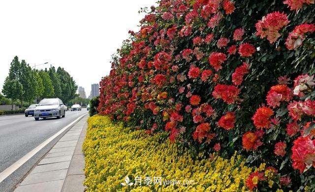2021年，綠化月季上高架會(huì)成為潮流嗎？(圖4)