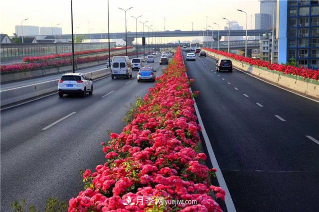 2021年，綠化月季上高架會(huì)成為潮流嗎？(圖1)